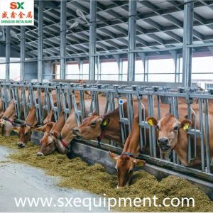 肉牛の頭のロック